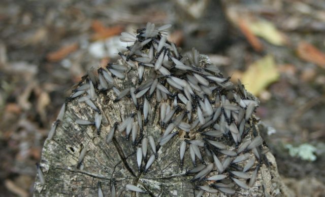 We work with homeowners to get rid of their termite infestations, freeing them from a great deal of worry and stress.