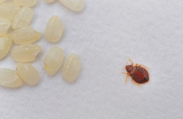 Bed bugs are small—as seen here, typically no larger than a singular grain of rice. This makes them hard to notice at times.