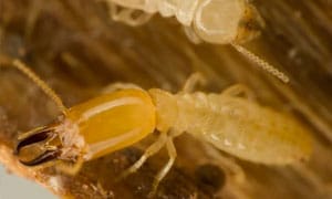 During our free inspection, we'll look thoroughly for signs of termites in and around your home.