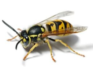 Wasp