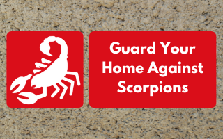 Here's how you can prevent scorpion infestations and deal with your current one.
