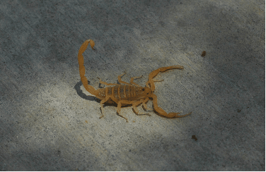 An Arizona Bark Scorpion scuttles across the floor of this Valley garage, its stinger raised defensively.