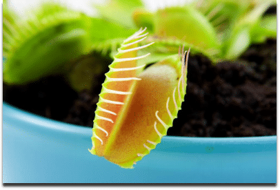 The Venus Fly Trap is one of the most-famous pest repellant plants, and is capable of eating flies and other small bugs.