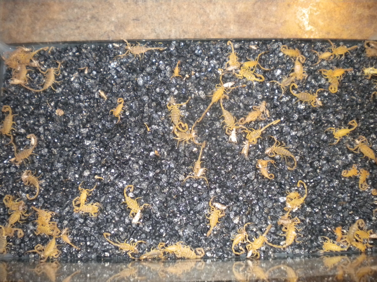 Bark Scorpions What you need to know about the Arizona Bark Scorpion