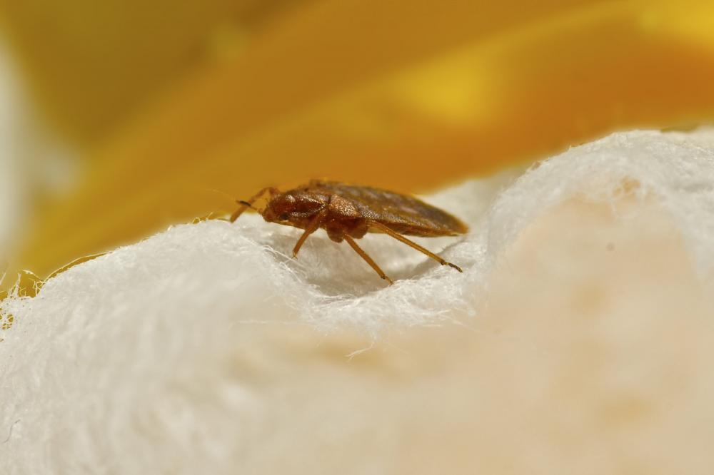 How to avoid bringing bed bugs into your home KYKO Pest Prevention