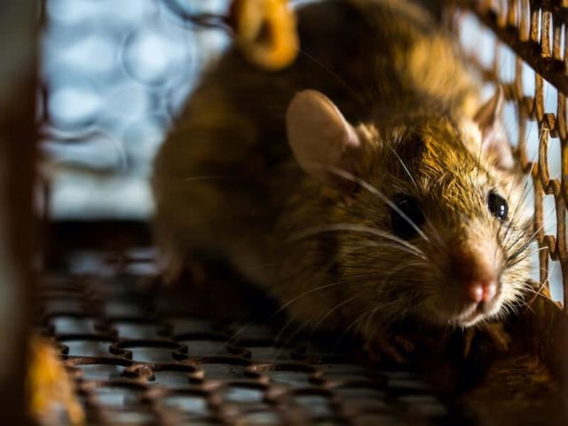 Some of the signs of roof rats include half-eaten citrus, strange noises, or unusual pet behavior.