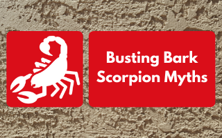 In this blog, we address several common bark scorpion myths that have pervaded through the years.