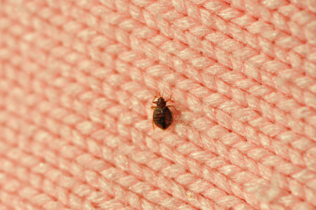 A solitary bed bug on a pink wool blanket inside of a Phoenix, Arizona home.