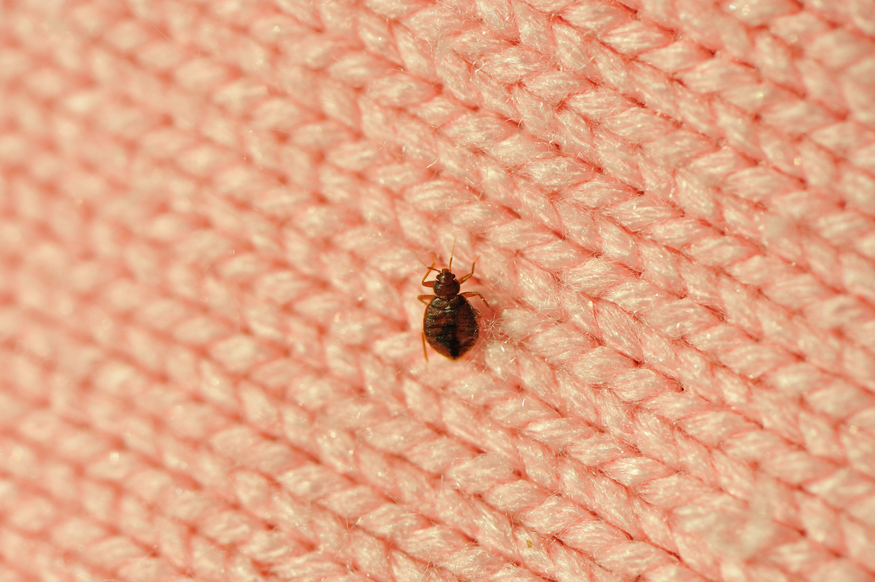 What You Need To Know About Effective Bed Bug Treatment what-you-need-to-know-about-effective-bed-bug-treatment