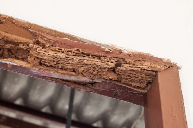 When termites come back, check roof beams in your attic like this one.