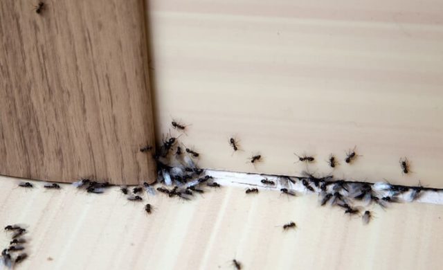 At KY-KO, we can help treat ants and an ant infestation in your home.