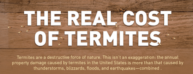 Given the amount of money they cost Americans every year, termites really should be treated as a natural disaster.