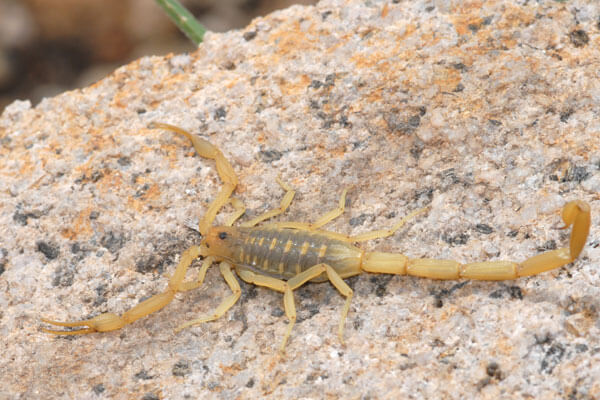 A venomous Arizona Bark Scorpion crawls on top of a rock here in Phoenix, looking for shelter on a hot summer day.