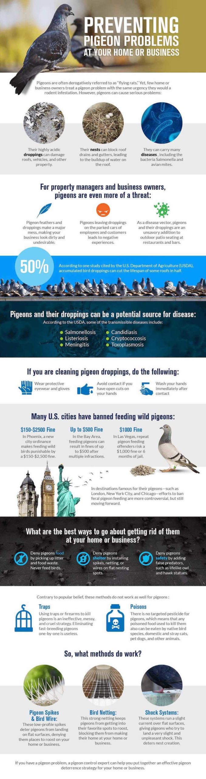 This infographic outlines several ways that homeowners and businesses can humanely get rid of their pigeon infestations.