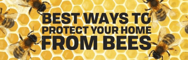 If you have a beehive near your home, call the pest professionals at KY-KO Pest for a free inspection.