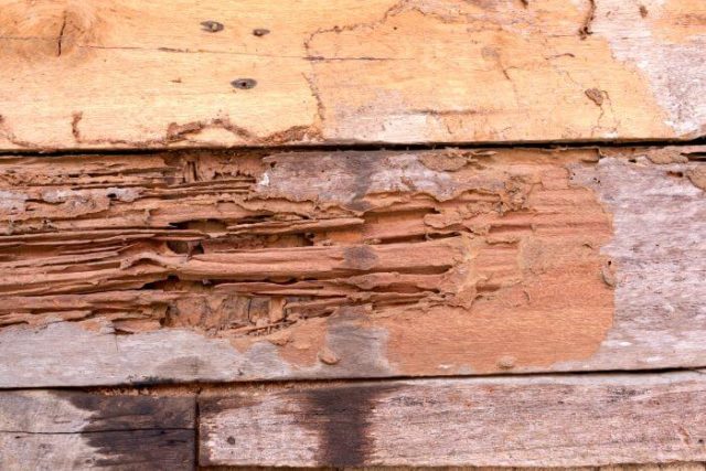 Considering buying a home with a past history of termites? You should have it professionally inspected by our team first.
