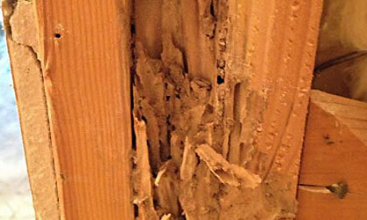 Eliminating Termites, Killing Termites In Hardwood Floors