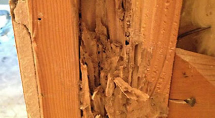 Termites can hollow out wood like seen in this photograph, negatively impacting its structural integrity.