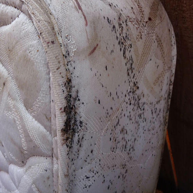 If you have bed bugs, you need our professional-grade bed bug removal services. Call us right away.