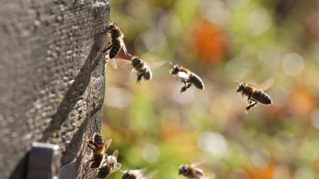 If you have a beehive on or around your property, you need to call KY-KO: the team that specializes in bee removal here in Phoenix.