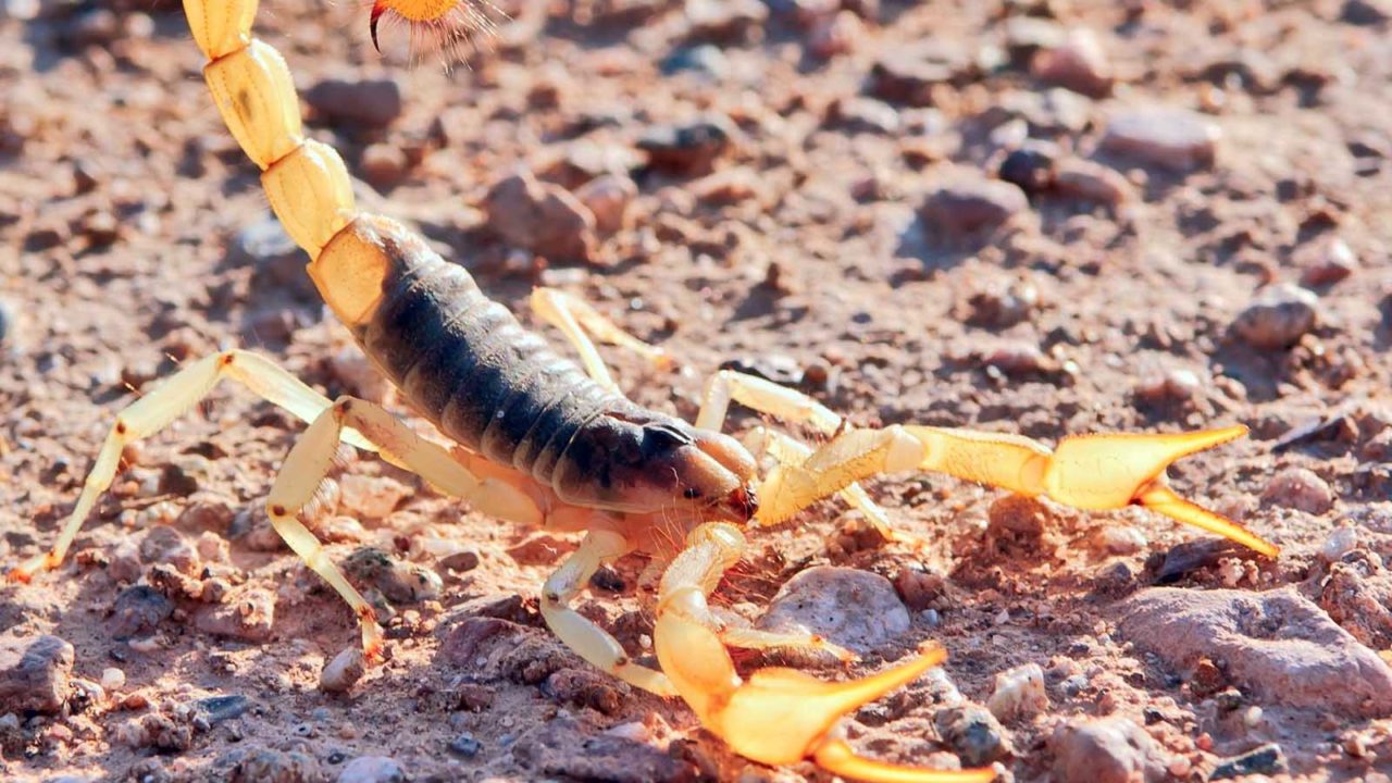 We're known for our comprehensive and effective scorpion control services here in the Valley.
