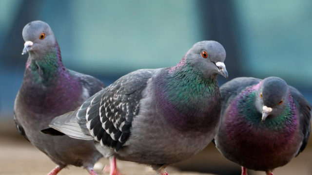 They might seem harmless, but pigeons are actually a major threat to the Valley's homes and businesses.