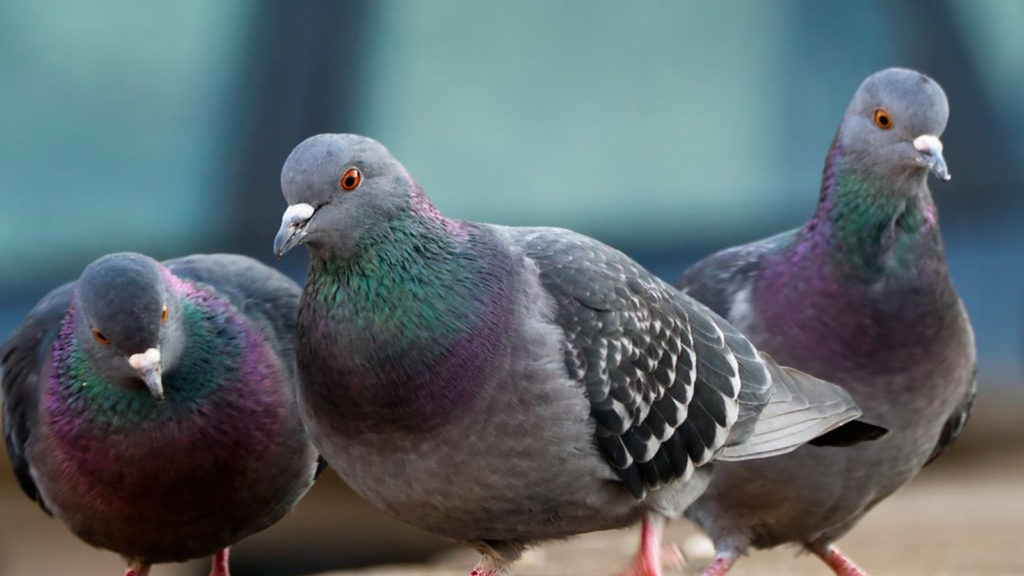 They may not seem overtly dangerous, but pigeons like these can carry dangerous diseases and harm roofs with enough time.
