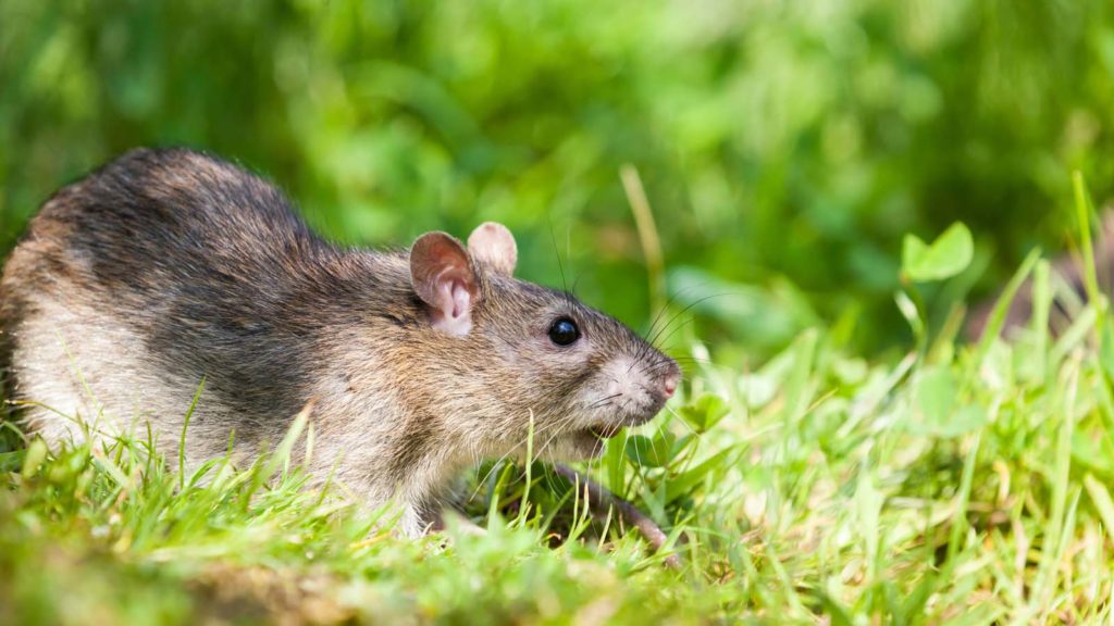 Rodent Control in Phoenix, Arizona | KY-KO Pest | Mice, Rats & Roof Rats