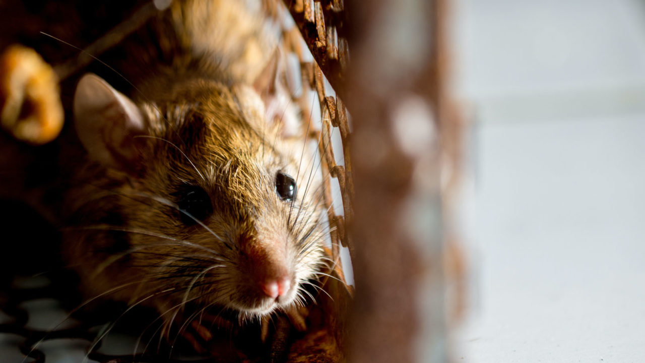 If you have roof rats like this one, you need to give us a call for a free inspection and roof rat removal here in Phoenix.