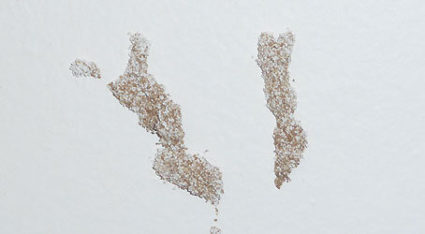 If you find termite frass (droppings) in your home, you need to give us a call for termite treatment here in Mesa, AZ.