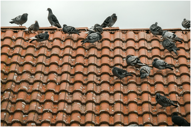 If your pigeon problems are this extensive, you need to call us for humane pigeon prevention here in the Valley.