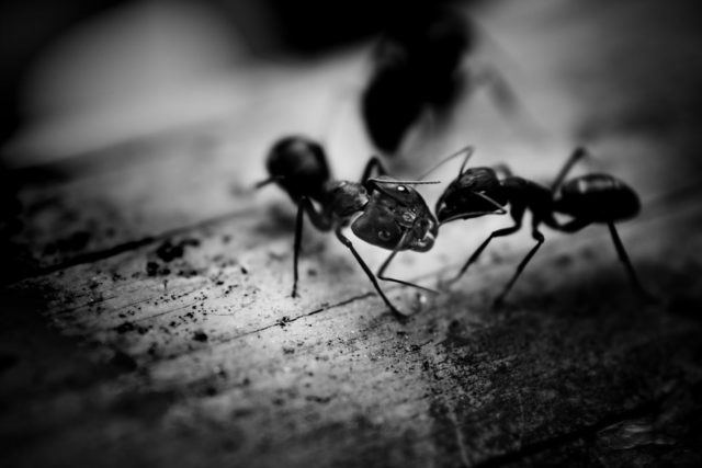 Some Valley homes are just overrun with ants every summer and require our services.