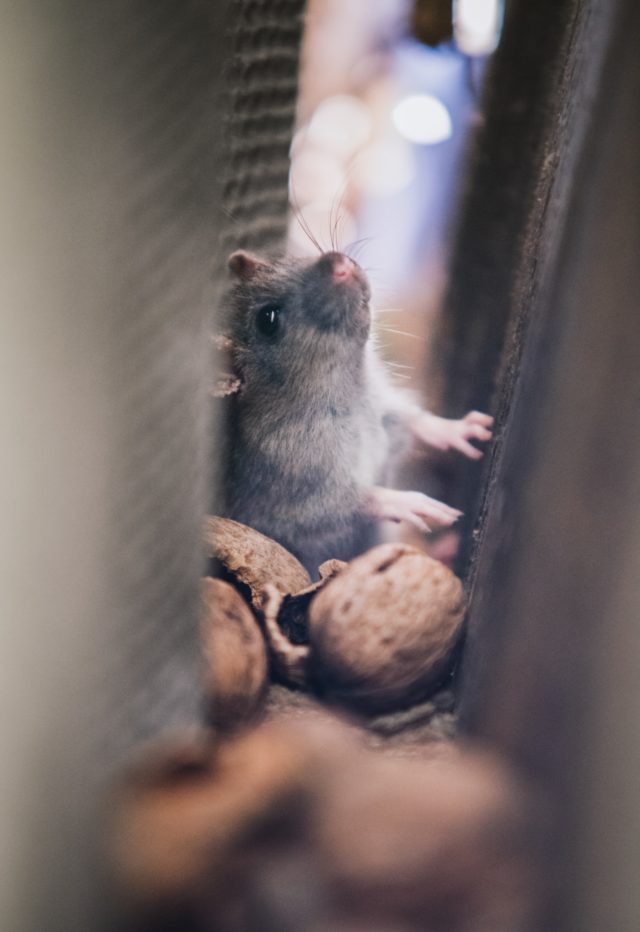 Rats and mice are hardy survivors that can find shelter in various points of your home, subsisting off crumbs, other pests, pet food, and more.