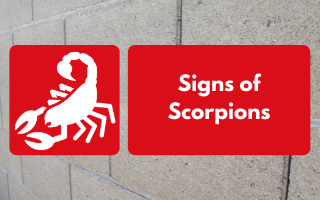 Seeing signs of scorpions around your home? Call our team for scorpion control services here in the Valley.