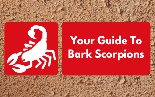 In this guide to bark scorpions, we review what you need to know about this Phoenix pest.