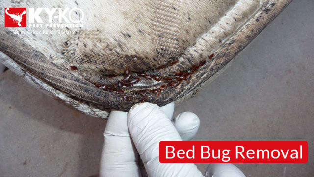 Bed-Bug-Removal-1