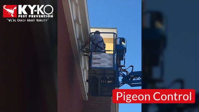 Pigeon-Control-2