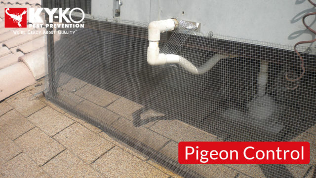 Pigeon-Control-6