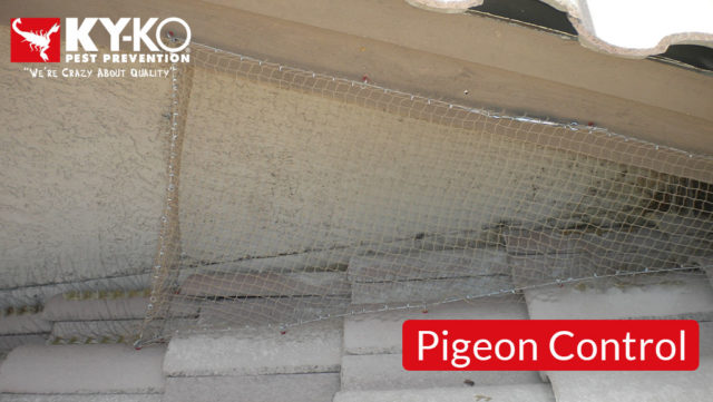 Pigeon-Control-8