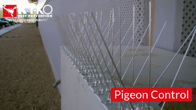 Pigeon-Control-9