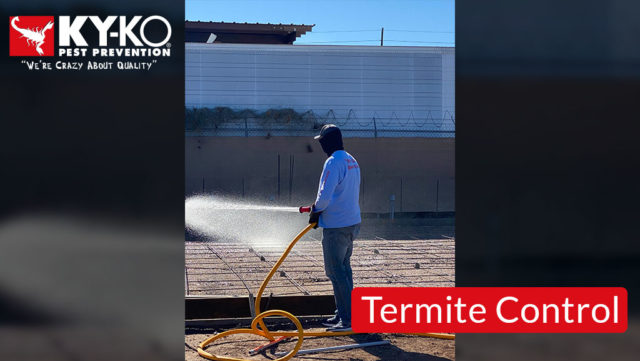 Termite-Control-3