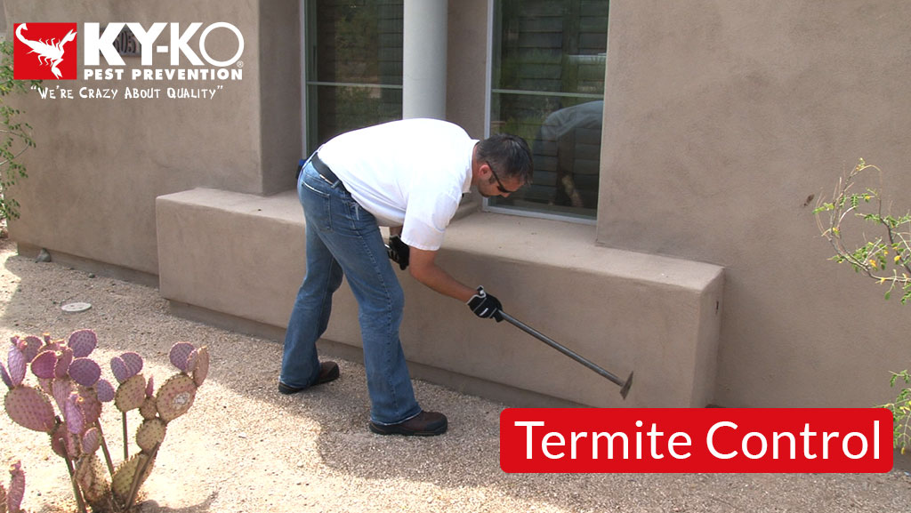 Termite-Control-6