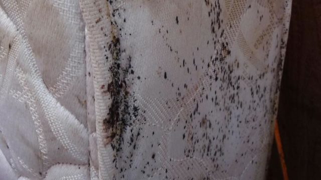 Bed bug