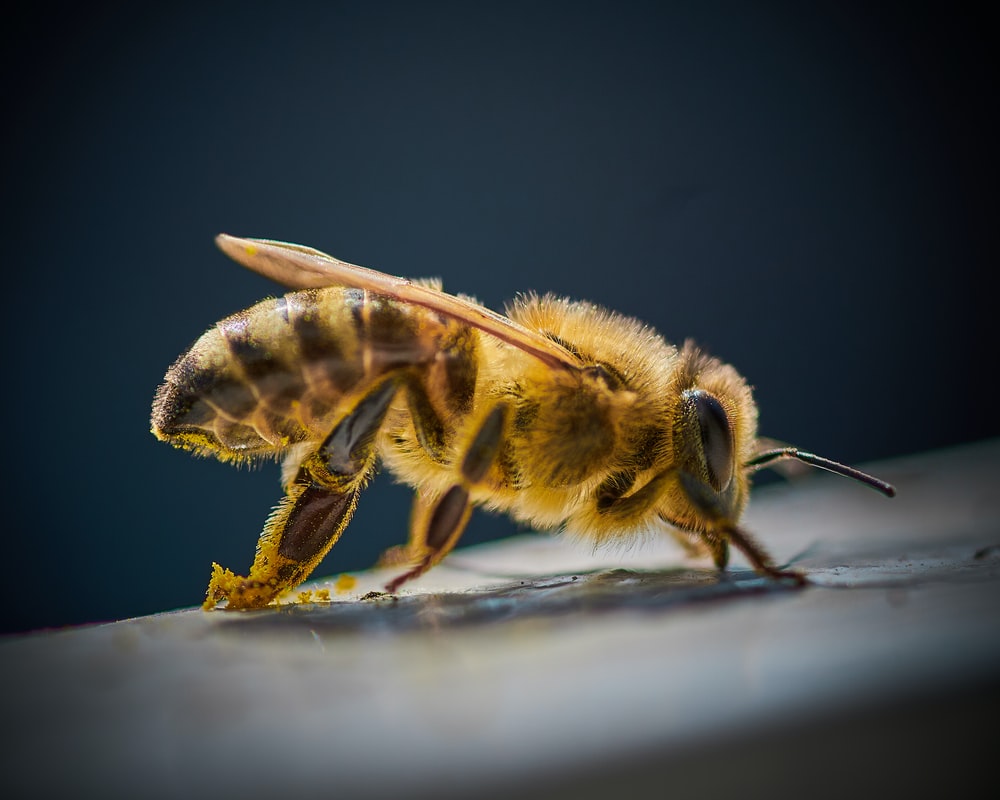 A bee in close-up