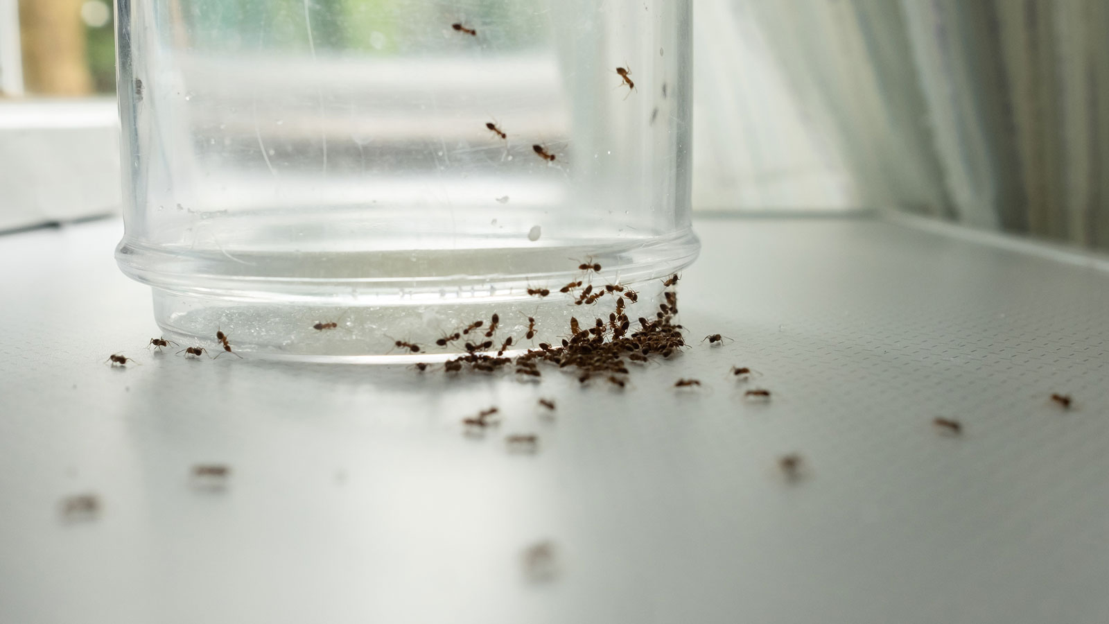 Does Heat Kill Ants